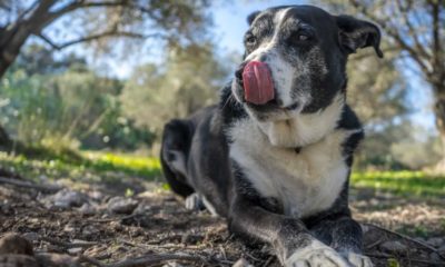 Cachorro idoso em floresta