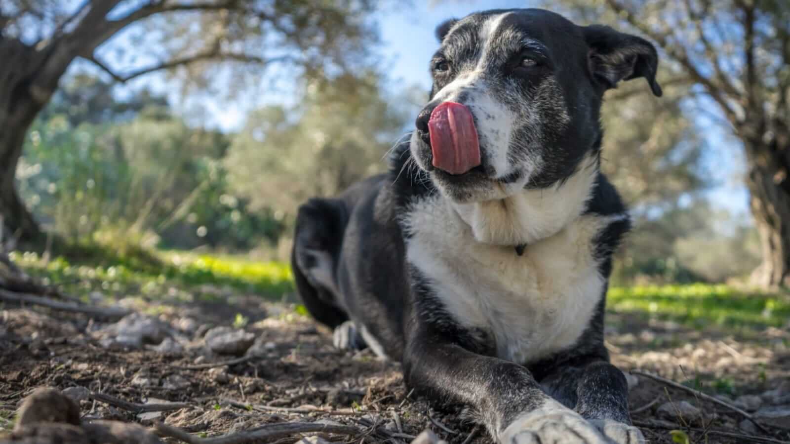 Cachorro idoso em floresta