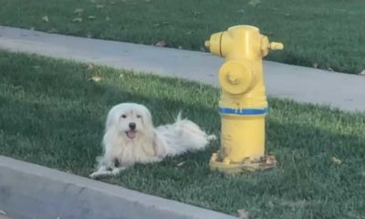 Cachorro ao lado de hidrante amarelo