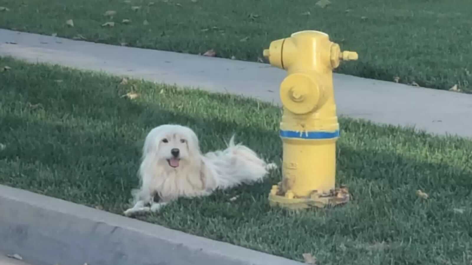 Cachorro ao lado de hidrante amarelo