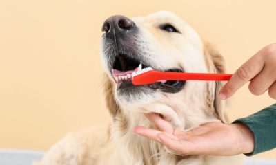 Pessoa escovando dentes de cachorro