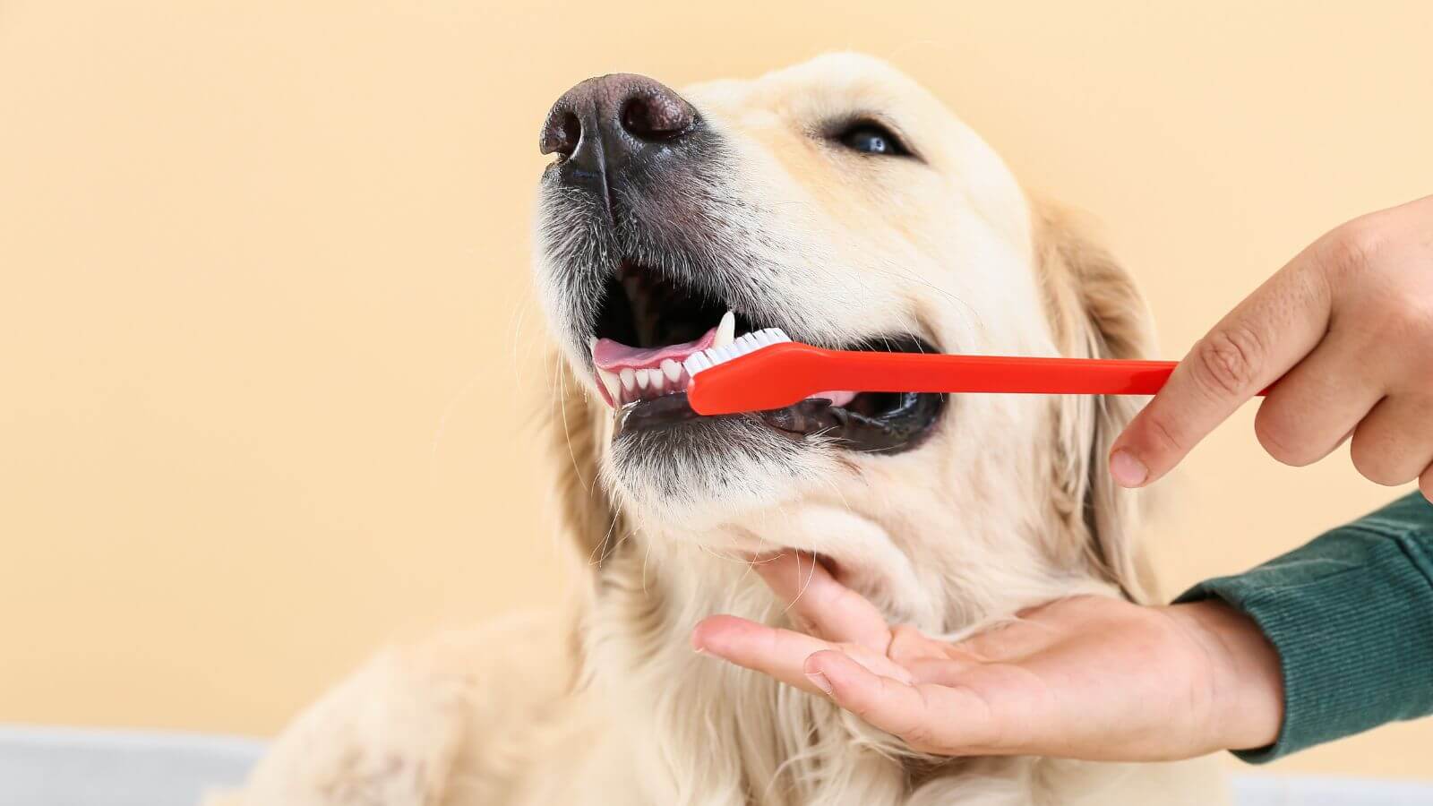 Pessoa escovando dentes de cachorro