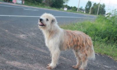 Cachorro parado em beira de estrada