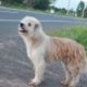 Cachorro parado em beira de estrada