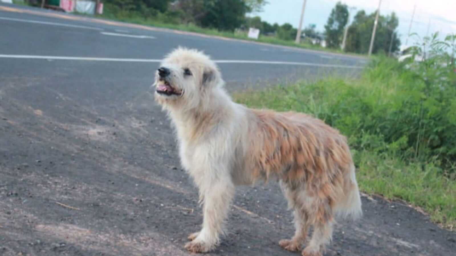 Cachorro parado em beira de estrada