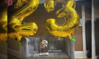 Aniversário de 23 anos de cachorro