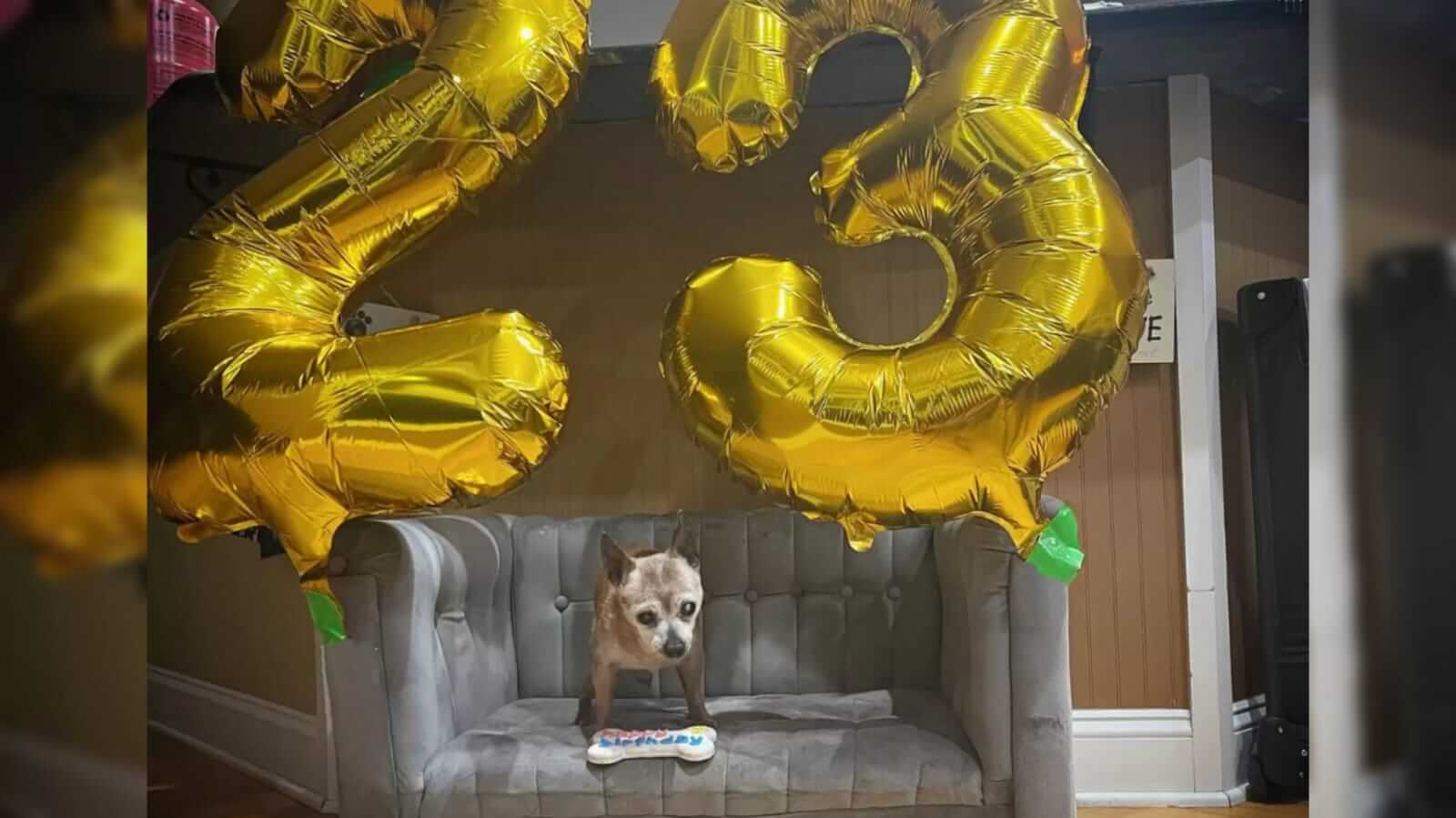 Aniversário de 23 anos de cachorro