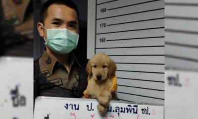 Policial com cachorro golden retriever