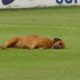 Cachorro deitado em campo de futebol