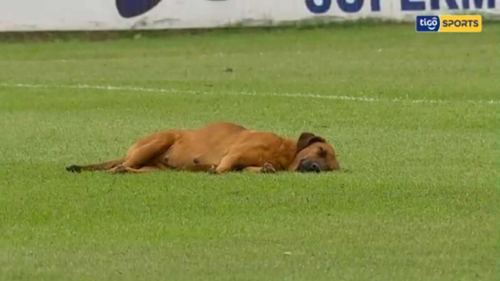 Cachorro deitado em campo de futebol