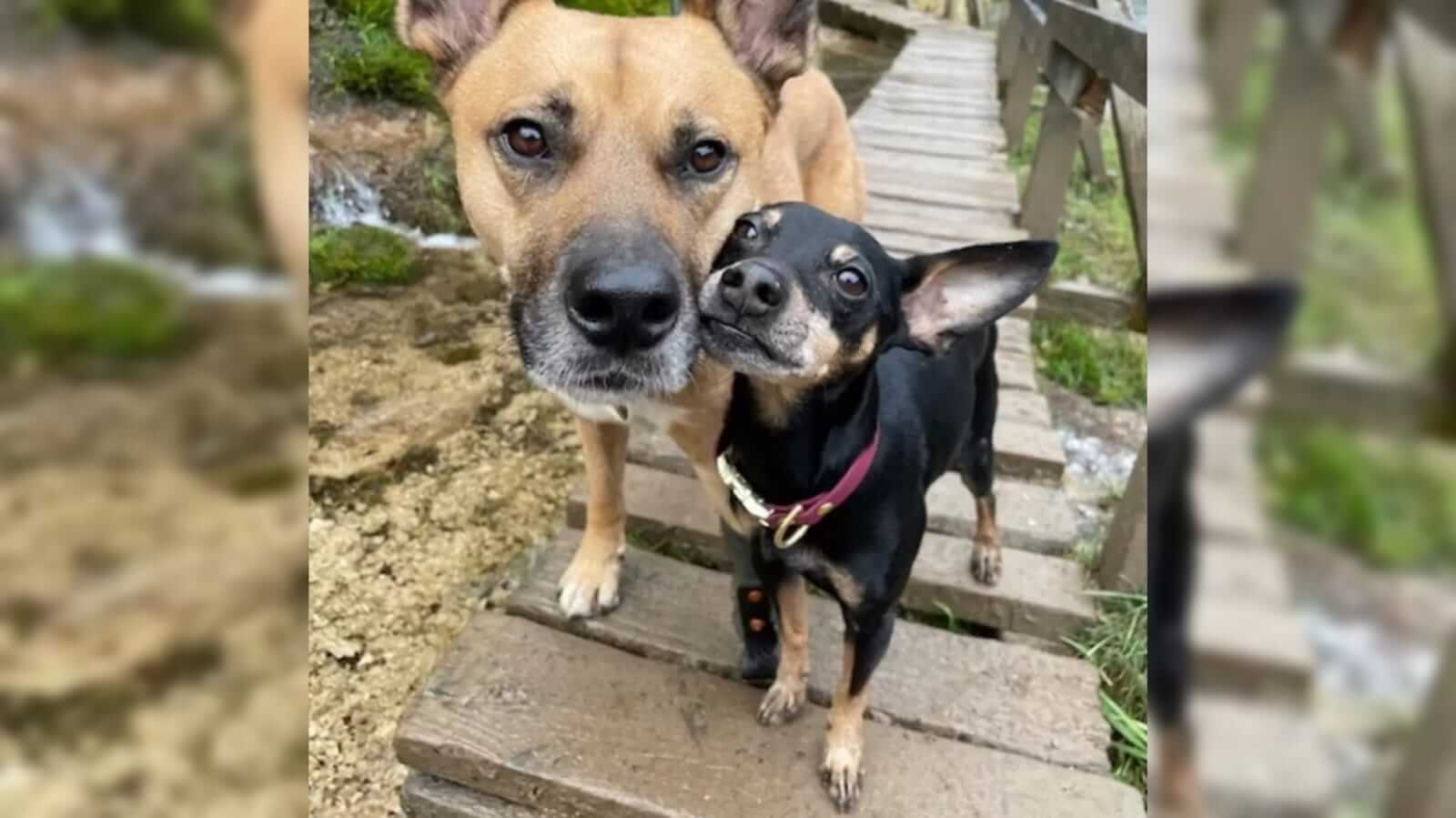 Cachorros caminhando