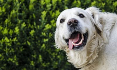 Golden retriever