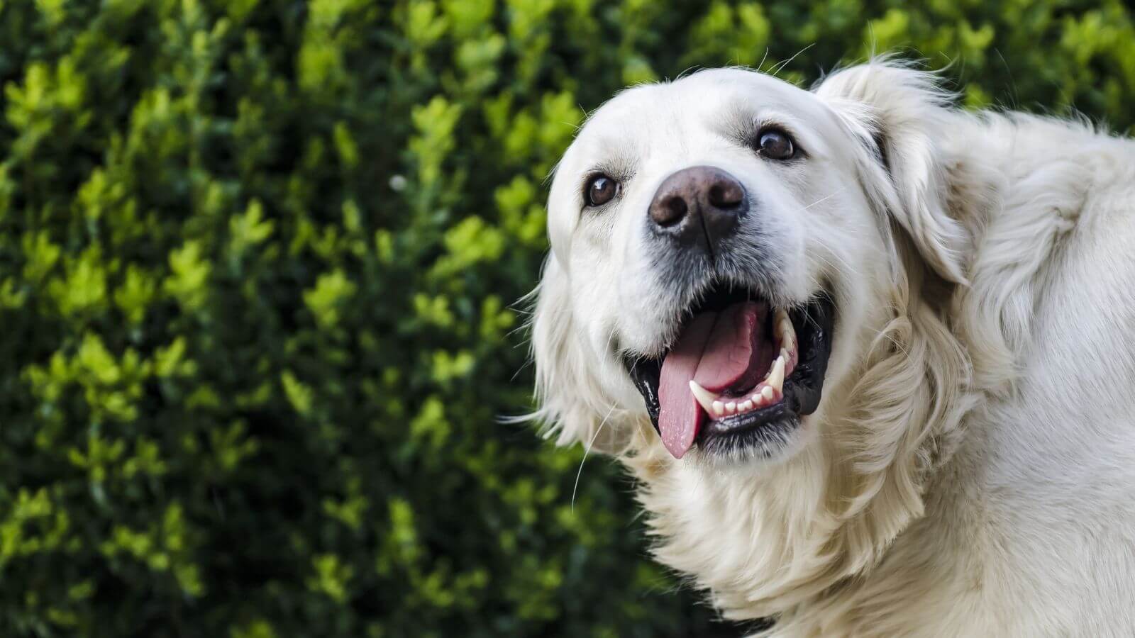 Golden retriever