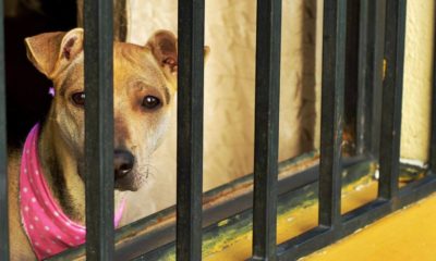 Cachorro atrás de portão