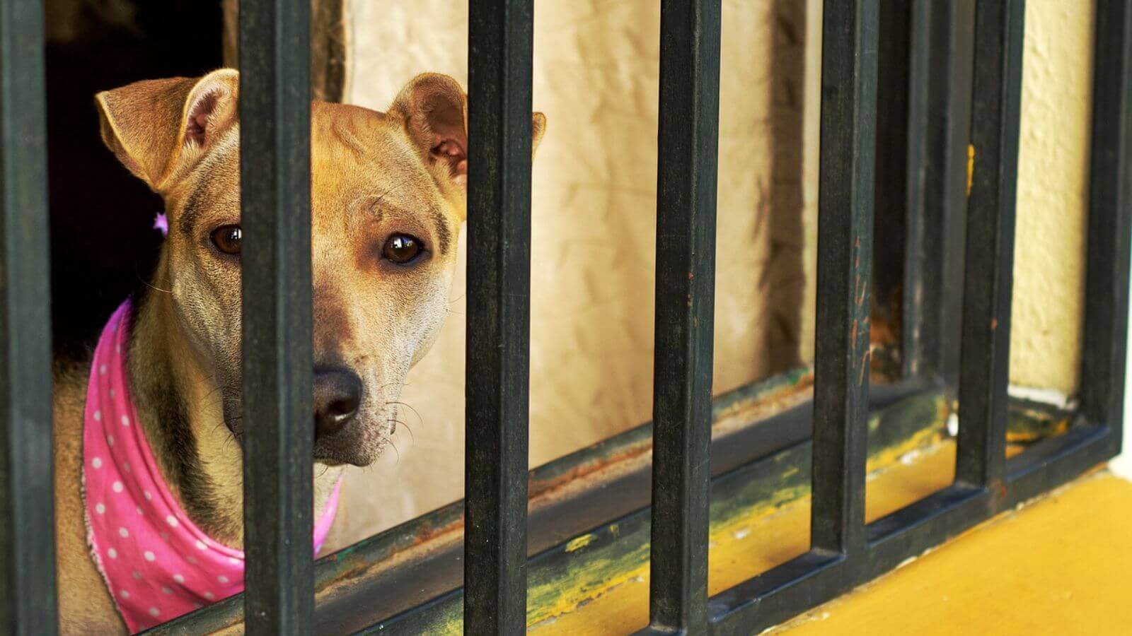 Cachorro atrás de portão