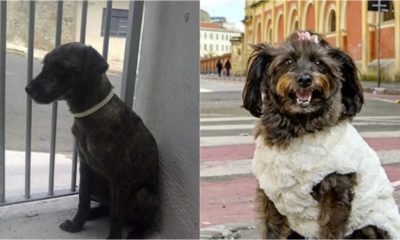 Antes e depois de cachorro