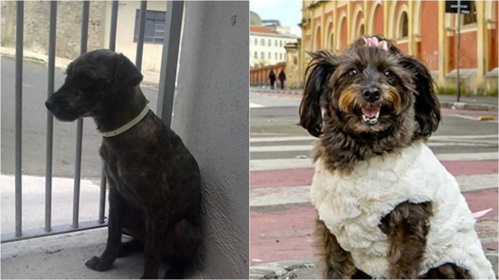 Antes e depois de cachorro