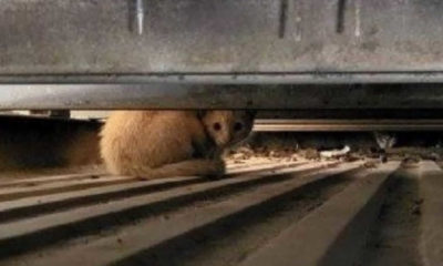 Gato de rua escondido embaixo de carro