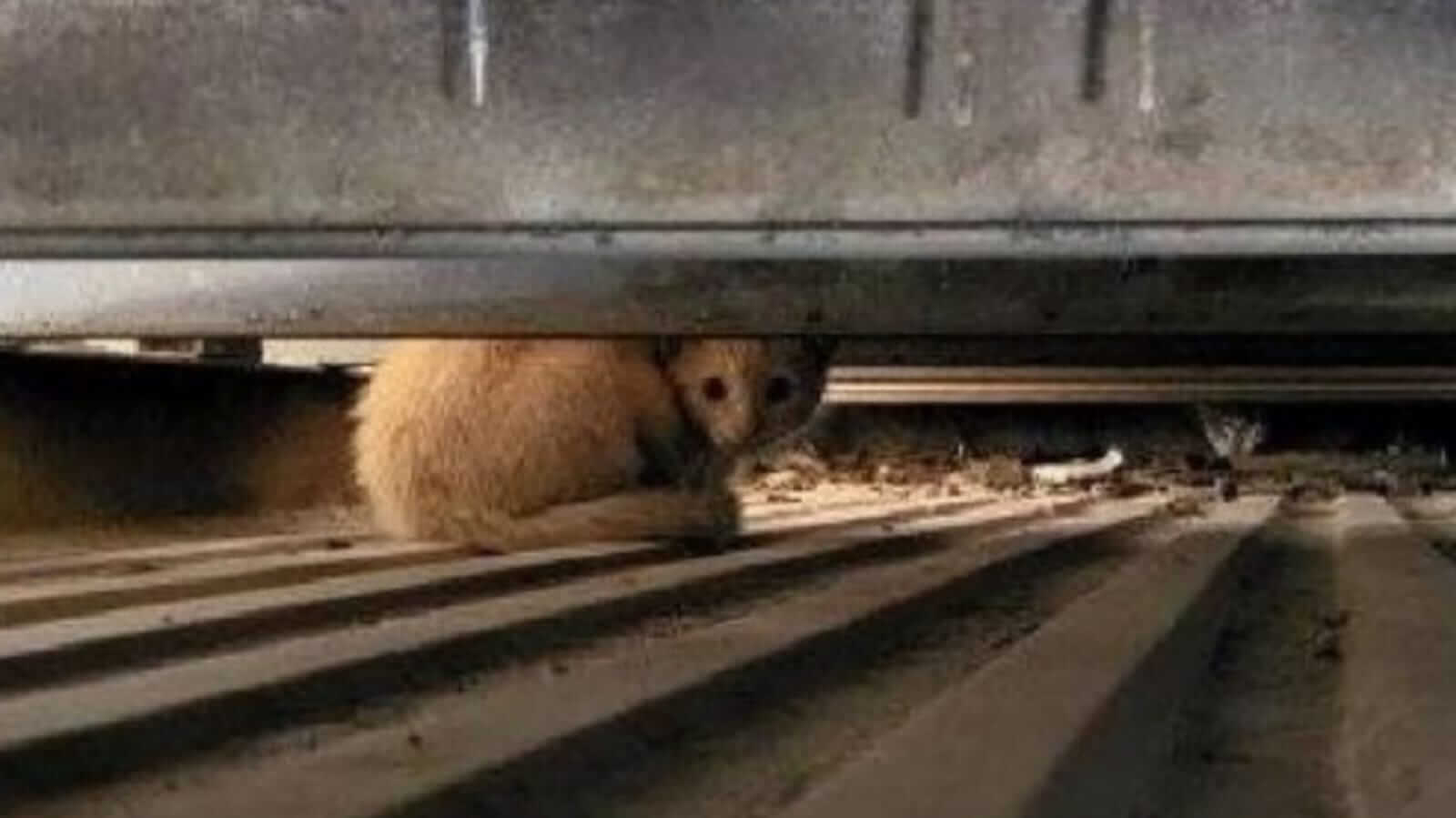 Gato de rua escondido embaixo de carro