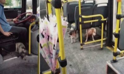 Cachorros em ônibus