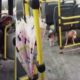 Cachorros em ônibus