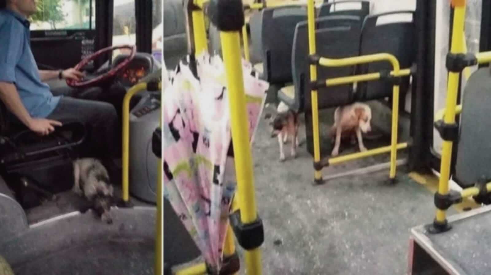 Cachorros em ônibus