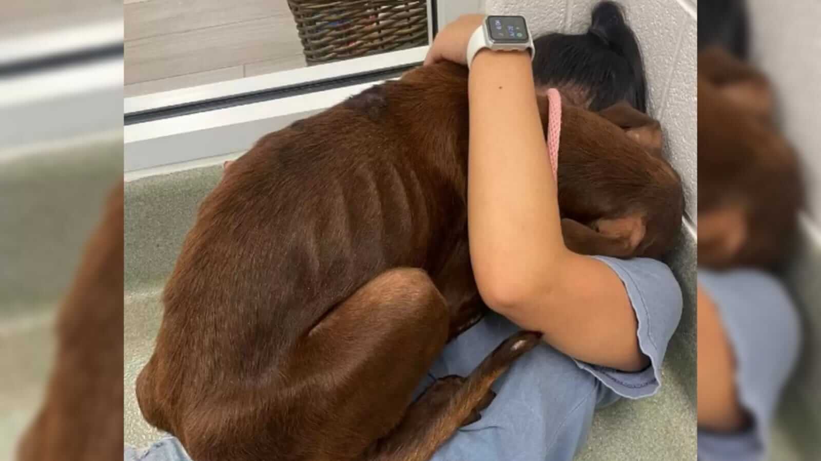 Cachorro abraçando mulher