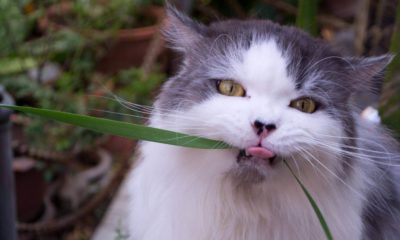 Gato comendo planta