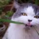 Gato comendo planta