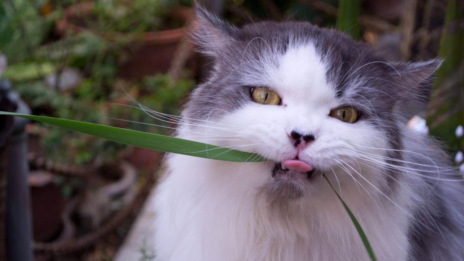 Gato comendo planta