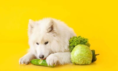 Cachorro comendo abobrinha