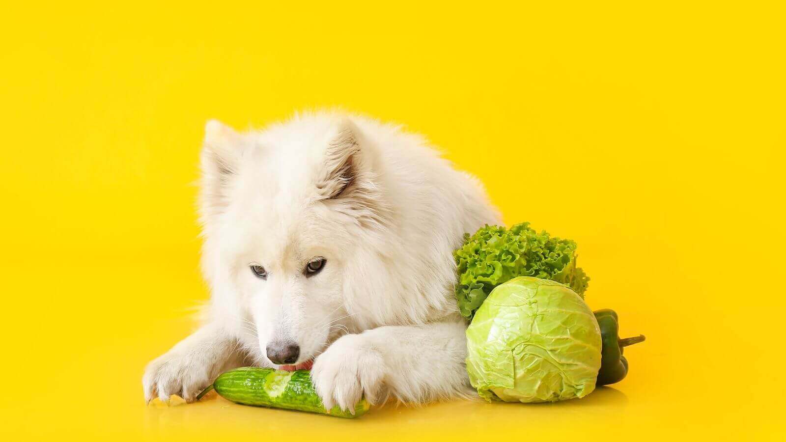 Cachorro comendo abobrinha