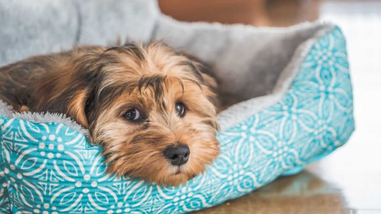 Cachorro na cama