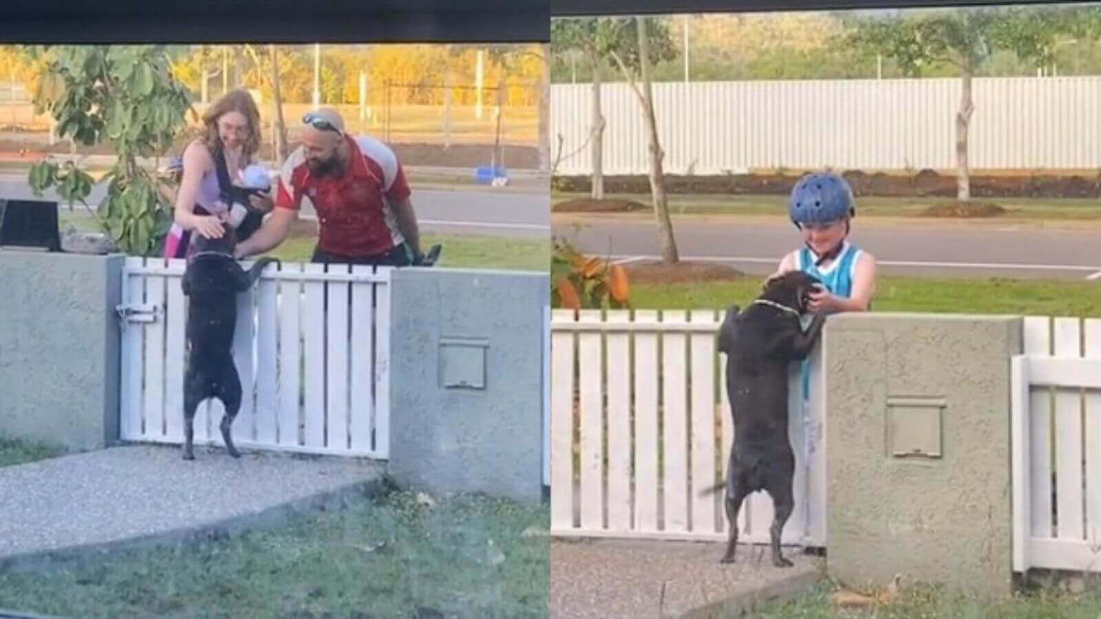 Cachorro no portão recebendo carinho