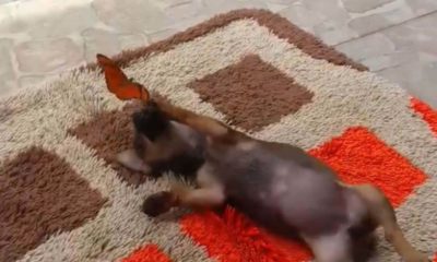 Cachorro brincando com borboleta