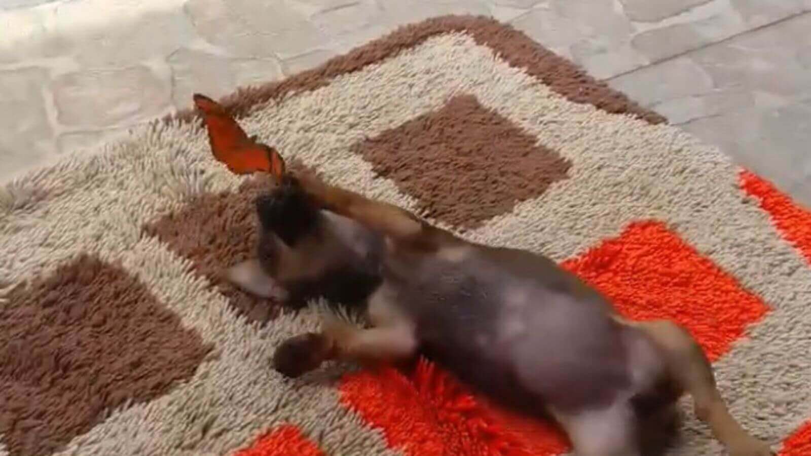 Cachorro brincando com borboleta