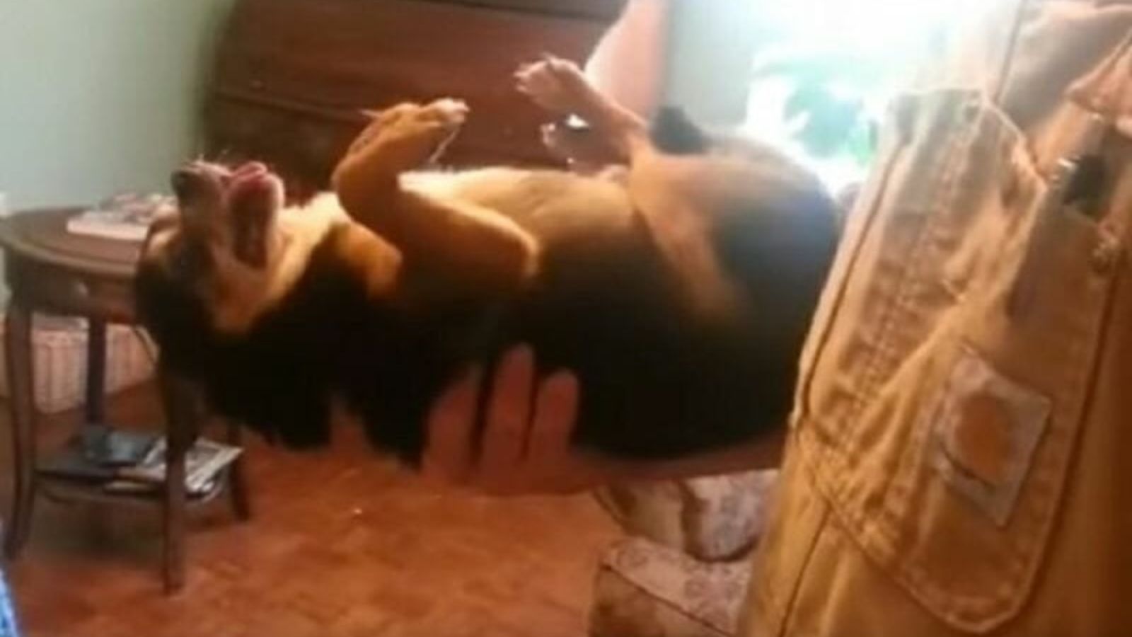 Cachorrinho se finge de morto