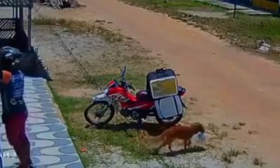 Cachorro rouba comida de motoboy