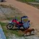 Cachorro rouba comida de motoboy