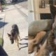 Cachorro de rua segue mulher na rua