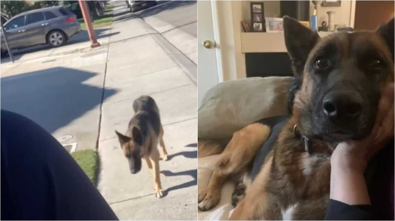 Cachorro de rua segue mulher na rua