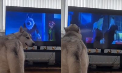 Cachorro husky uivando para filme