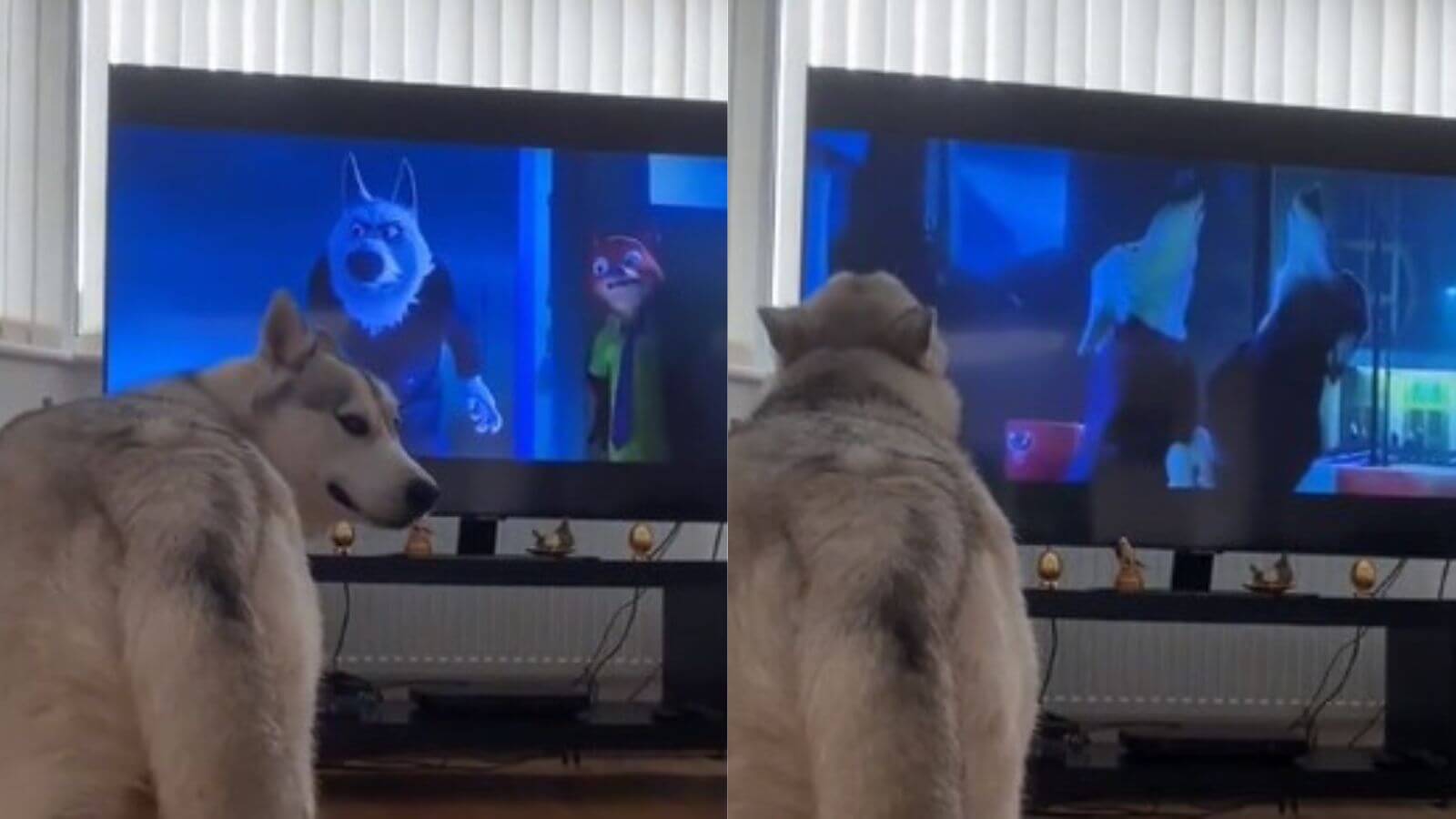 Cachorro husky uivando para filme