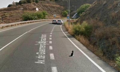 Imagem do Google Street View homem regatando gato