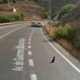 Imagem do Google Street View homem regatando gato