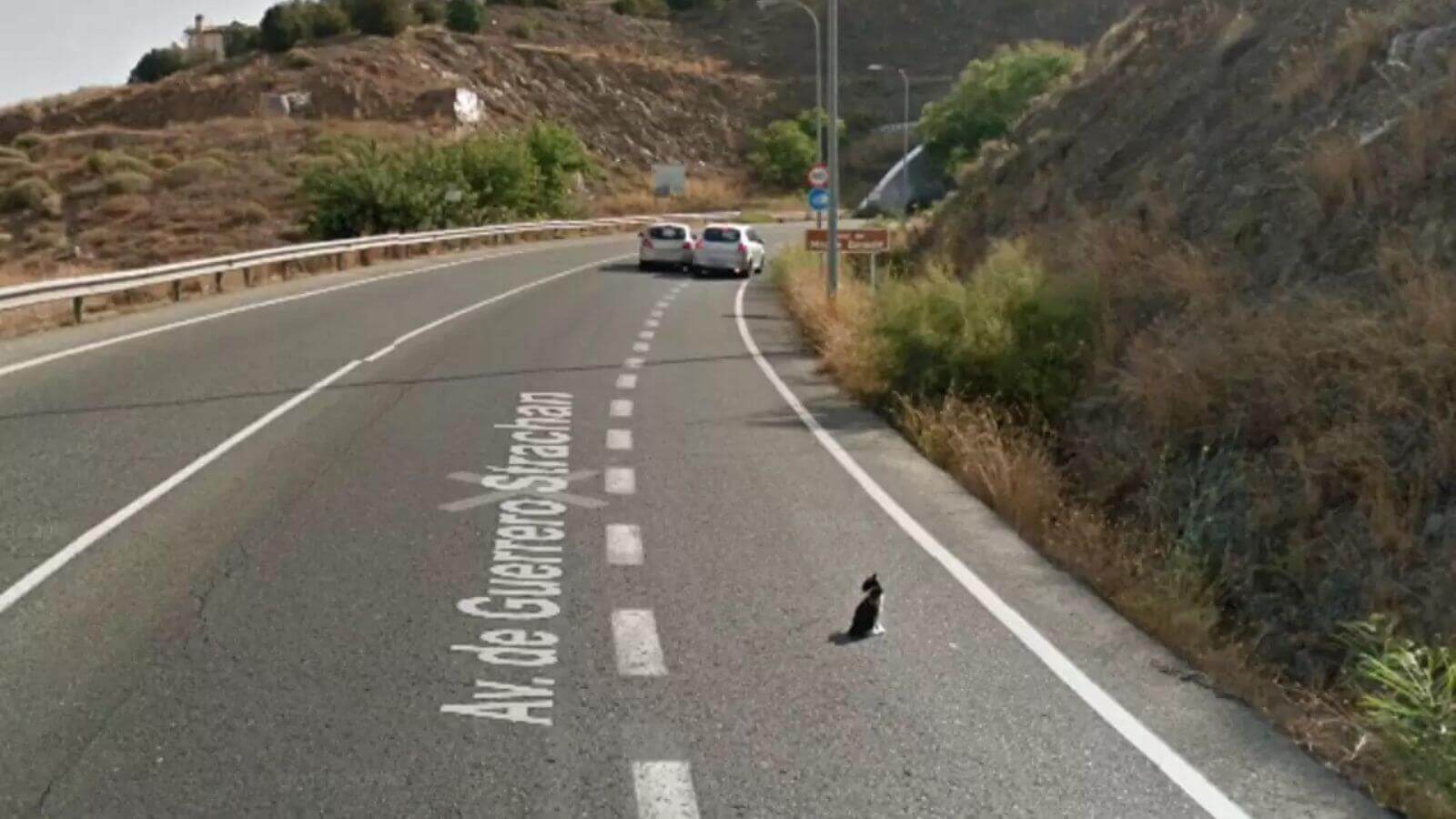 Imagem do Google Street View homem regatando gato