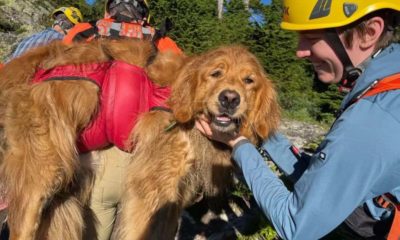 Cachorro golden retriever resgatado de montanha