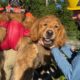 Cachorro golden retriever resgatado de montanha