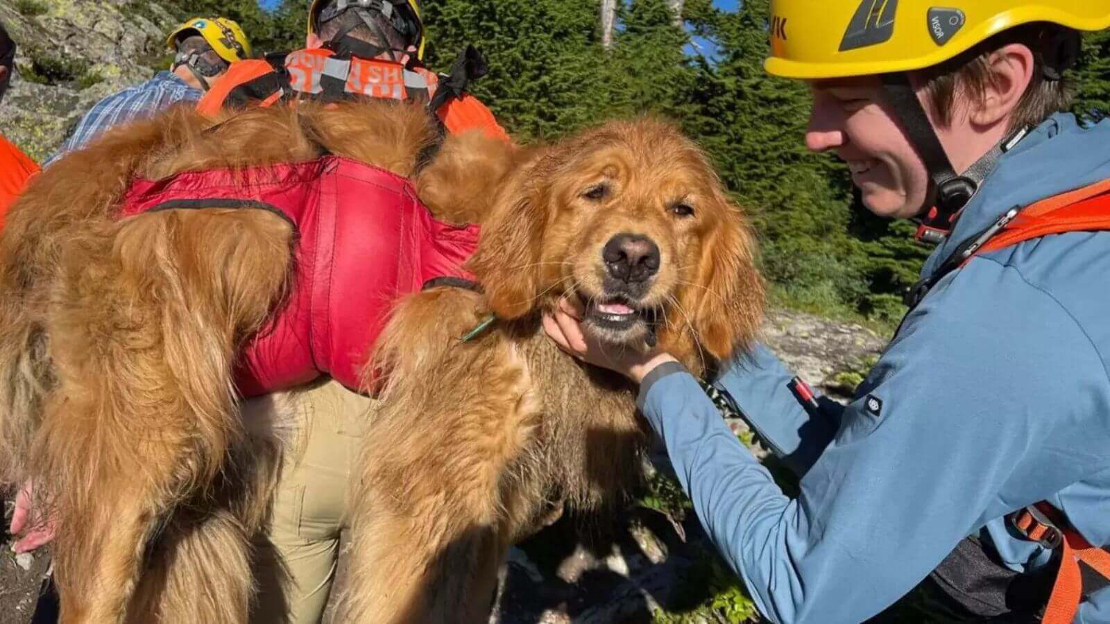 Cachorro golden retriever resgatado de montanha