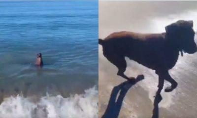 Cachorro brincando com foca no mar